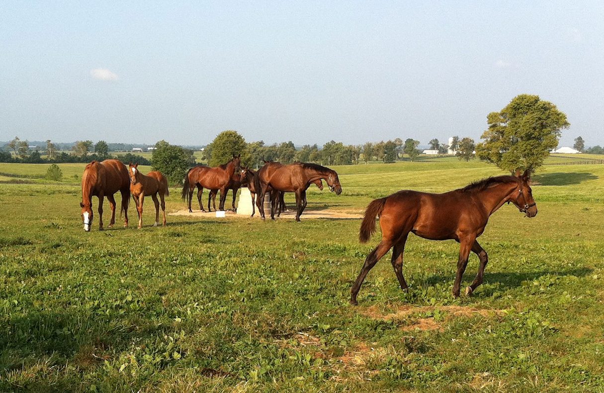 Horses