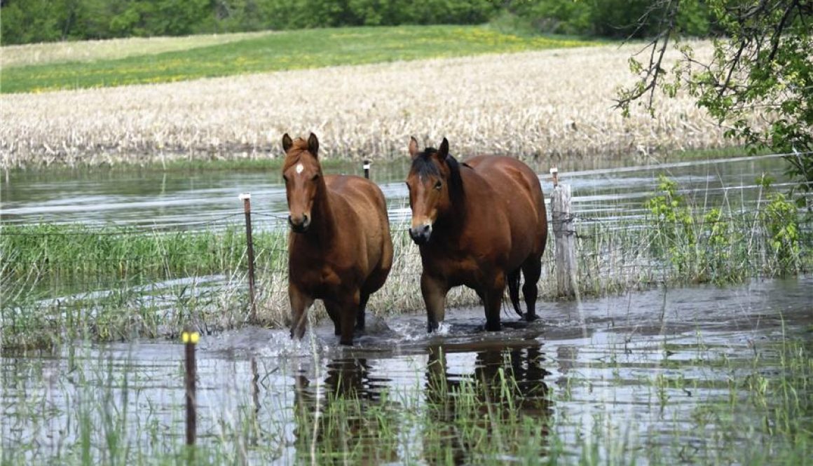 horses-flood-water
