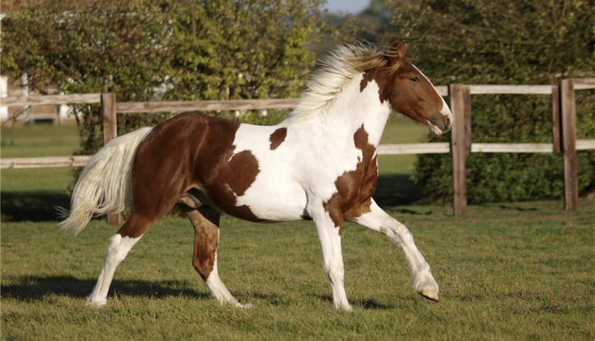 paint-horse