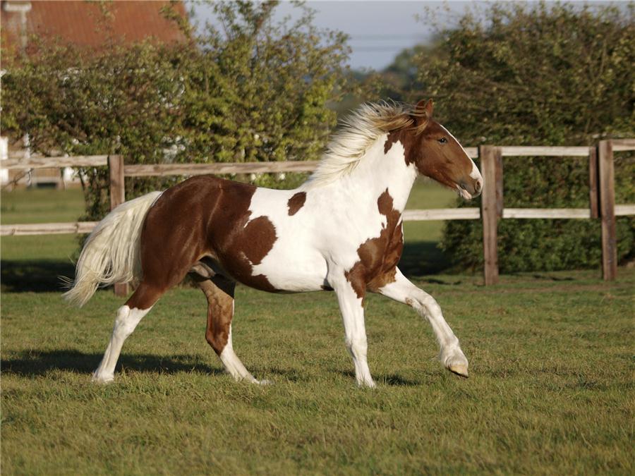 paint-horse